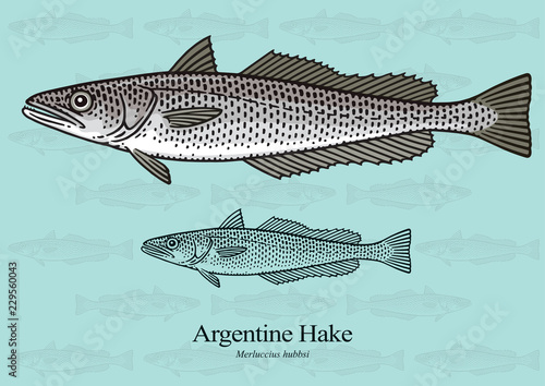Argentine Hake. Vector illustration with refined details and optimized stroke that allows the image to be used in small sizes (in packaging design, decoration, educational graphics, etc.)