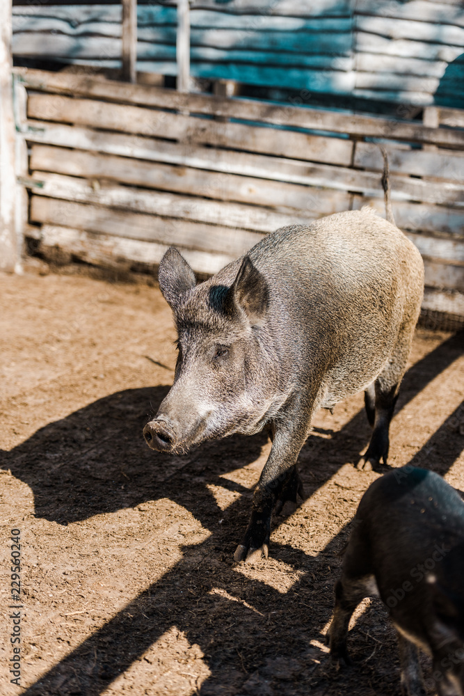 grey pig and piglet walking in corral at farm grey pig and piglet walking in corral at farm