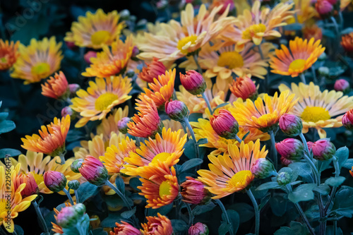 Fotografia Yellow chrysanthemum flowers.