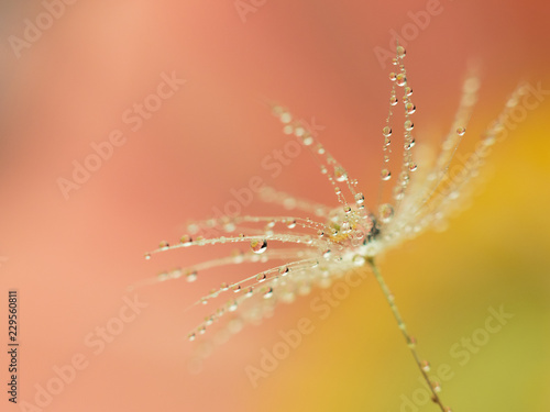 Photos Macro of dandelion fluff covered with water droplets on dreamy orange / green an