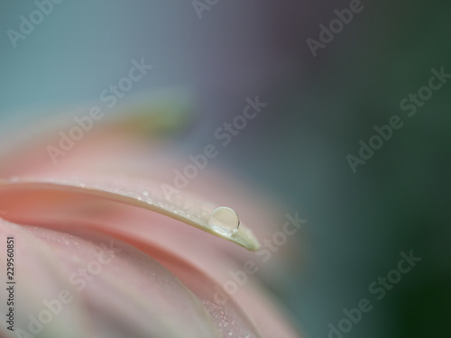 Abstract droplet on gerbera petal on blue / green bokeh background