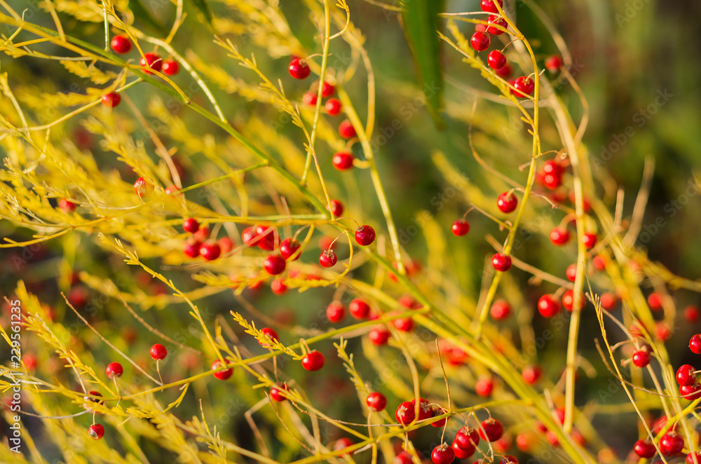 Asparagus officinalis in the autumn field 2 Asparagus officinalis in the autumn field 2