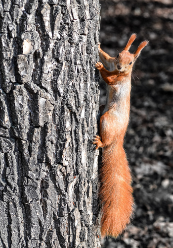 Funny wild red squirrel on park tree. © esvetleishaya