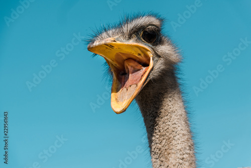 beautiful ostrich with open beak against blue sky Fototapeta