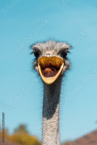 selective focus of beautiful ostrich with open beak against blue sky © LIGHTFIELD STUDIOS