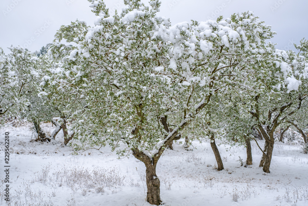 Les arbres d'olivier sous la neige en hiver en Provence, France.