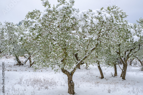Obraz na płótnie Les arbres d'olivier sous la neige en hiver en Provence, France. w salonie