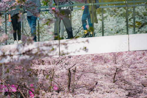 桜に包まれた橋に立つ人々
