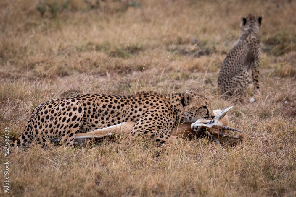 Cheetah lies with Thomson gazelle near cub Cheetah lies with Thomson gazelle near cub