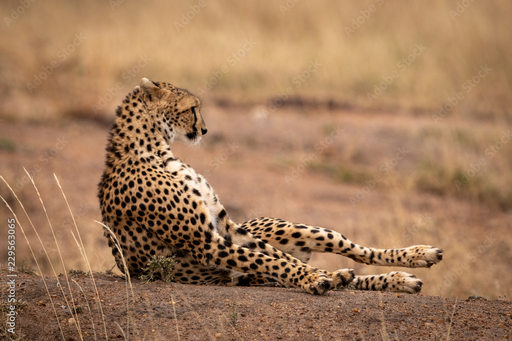 Naklejka premium Cheetah lying on earth bank in grass