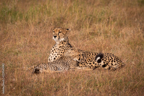Cheetah lifts head while lying with cub