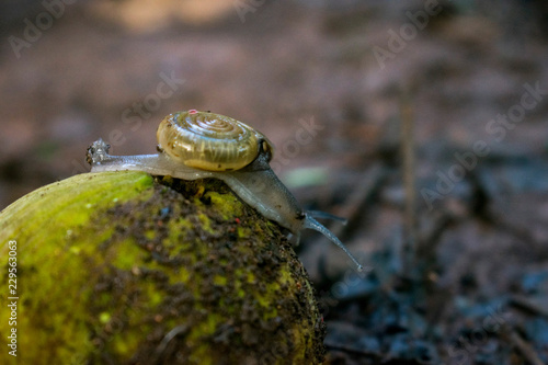 snail on fruit	