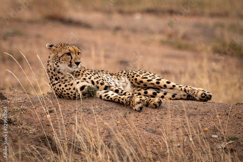 Fotografía Cheetah lying on earth bank amongst grass