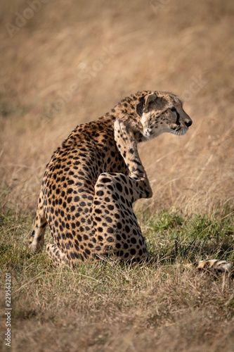 Cheetah scratches neck on grass in sunshine