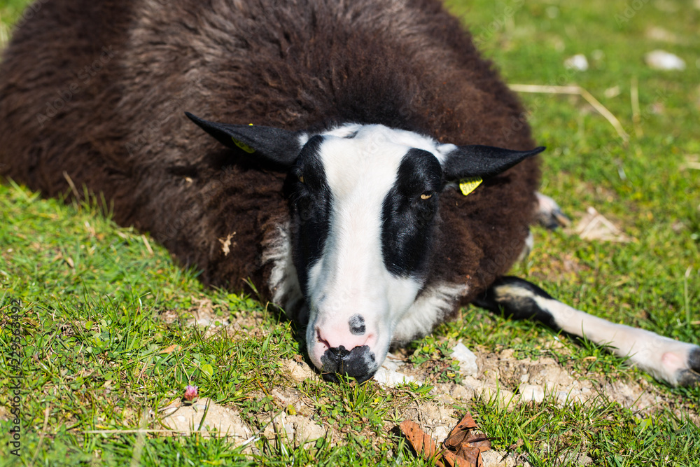 black sheep lying, black white head black sheep lying, black white head