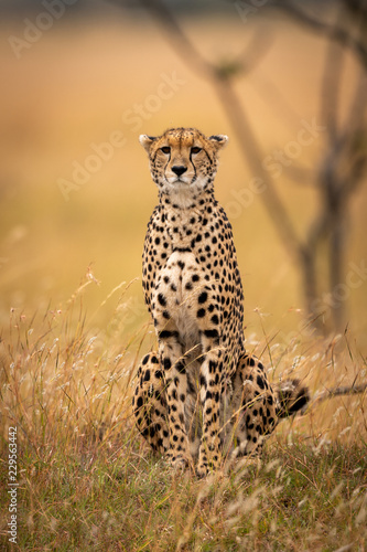 Cheetah sits in long grass facing camera