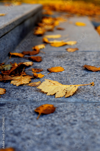  color image of a road covered with brown and yellow leaves on an autumn day.