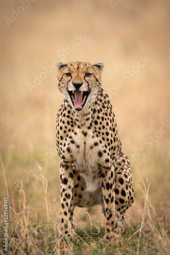 Cheetah sits in long grass yawning widely