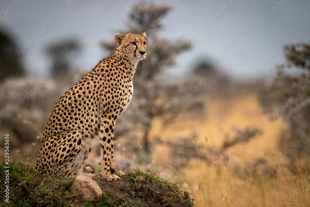 Cheetah sits on grassy mound turning head Cheetah sits on grassy mound turning head