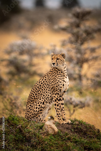 Cheetah sits on grassy mound looking round