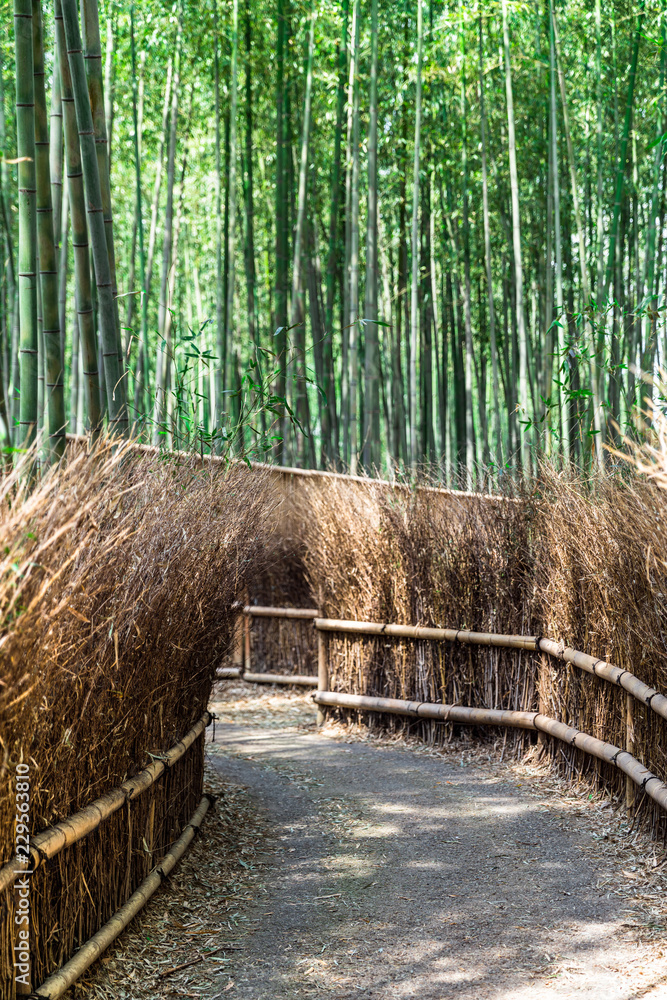 Fototapeta premium Arashiyama Bamboo Forest