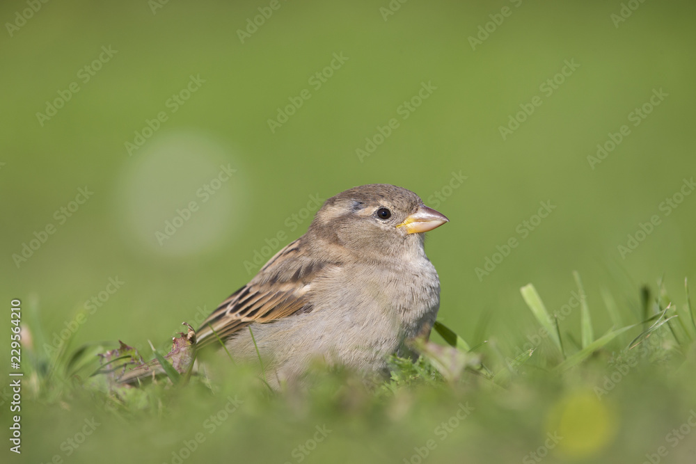 A female House sparrow (Passer domesticus) foraging in the grass in a garden on Helgoland. with in the fore and background green grass and flowers. A female House sparrow (Passer domesticus) foraging in the grass in a garden on Helgoland. with in the fore and background green grass and flowers.