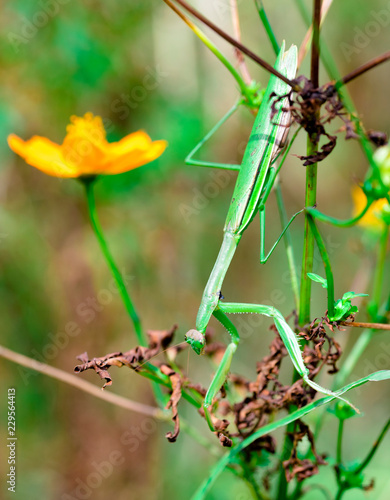 Wallpaper Mural mantis　insect　 creature　animal  Torontodigital.ca