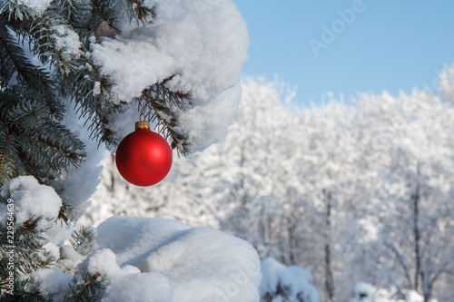 Red toy ball hanging on spruce tree branches covered with snow.