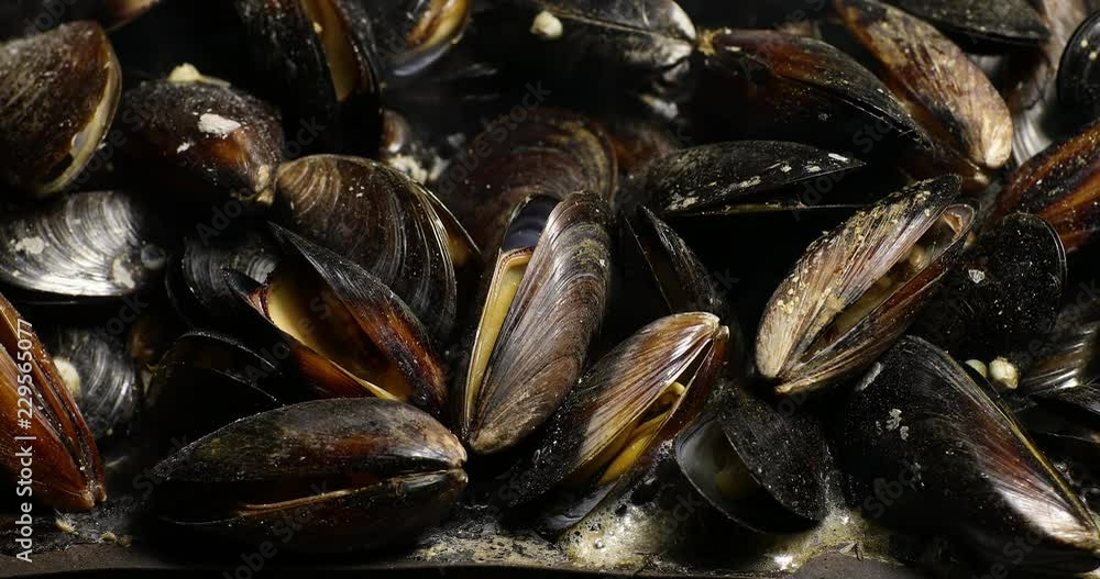 Close Up of New Zealand Green Mussels on the grill on fire Close Up of New Zealand Green Mussels on the grill on fire
