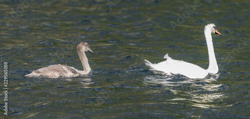 Swan and baby