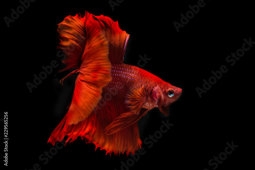 Red siamese fighting fish, betta fish isolated on black