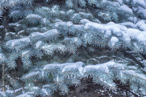  Fir branches in the snow. Winter concept.
