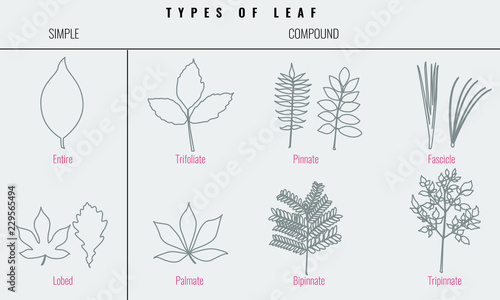 Collection for Types of leaf with trendy line art style. Vector illustration.