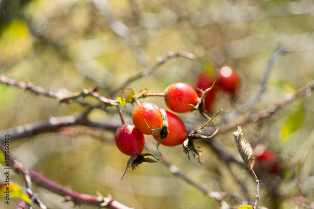 Rosehip berries on the branch. Place for your text.