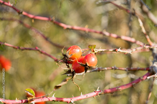 Rosehip berries on the branch. Place for your text.