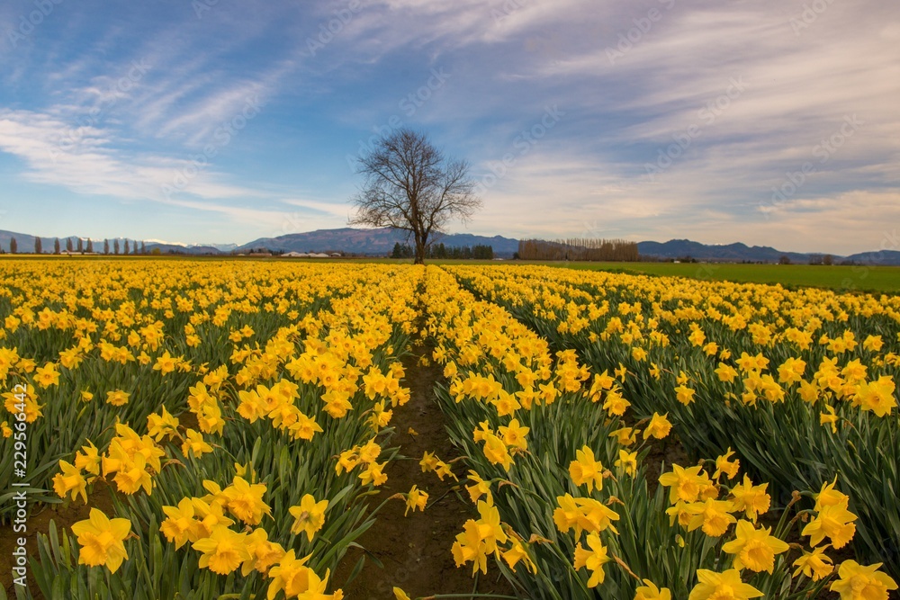 A lone tree standing behind colorful rows of daffodils in Washington state