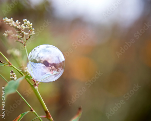 Soap bubble photo