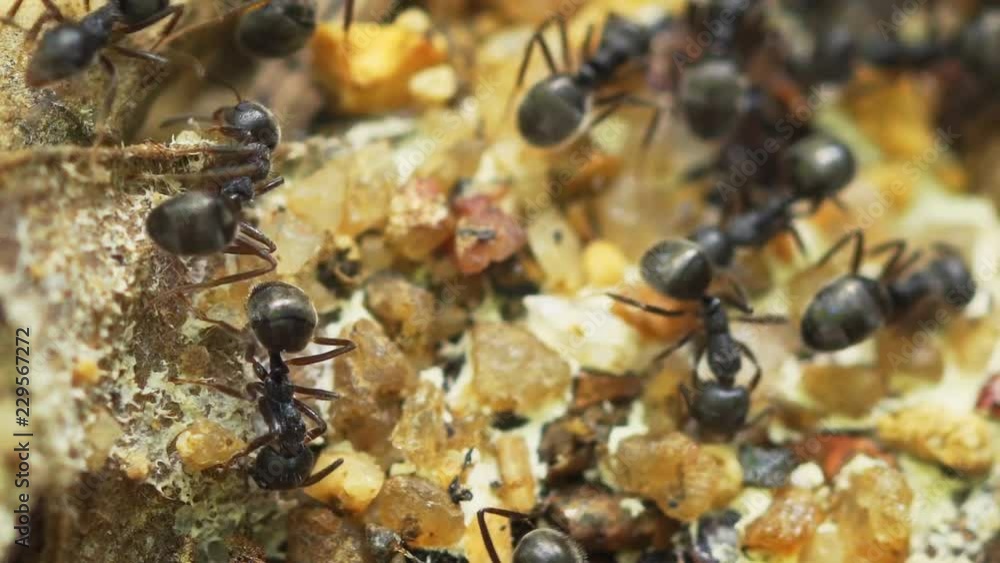 Closeup of Tropical Ants Collecting Bird Feces in Thailand Closeup of Tropical Ants Collecting Bird Feces in Thailand