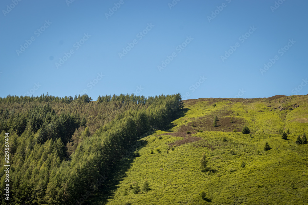 Fototapeta premium pinar en la montaña