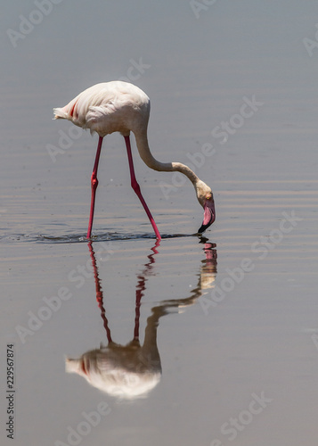Flamingo Tripod - A Greater Flamingo dips its head and beak towards the water and just touches the surface as it is about to scoop up prey along the lake bottom. Lake Nukuru, Kenya, Africa.