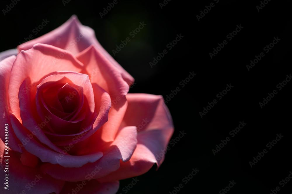 Fototapeta premium Red rose in sunlight