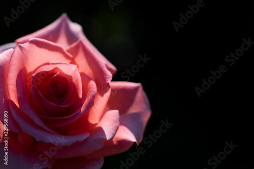Red rose in sunlight