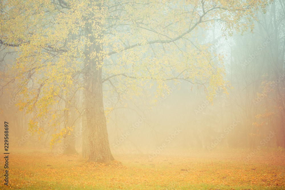 Picture of a misty morning in the forest