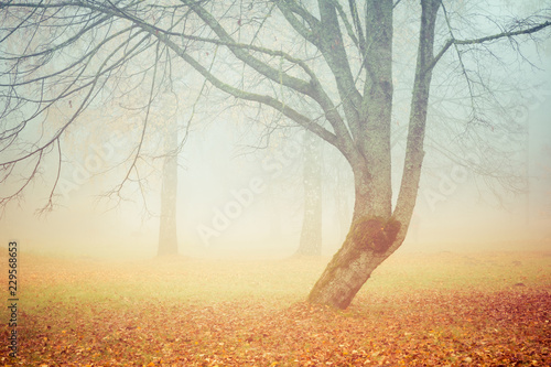 Picture of a misty morning in the forest