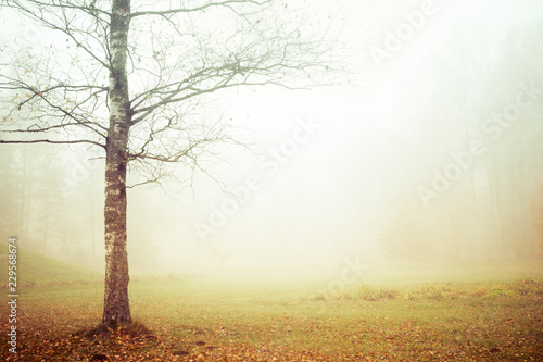 Picture of a misty morning in the forest