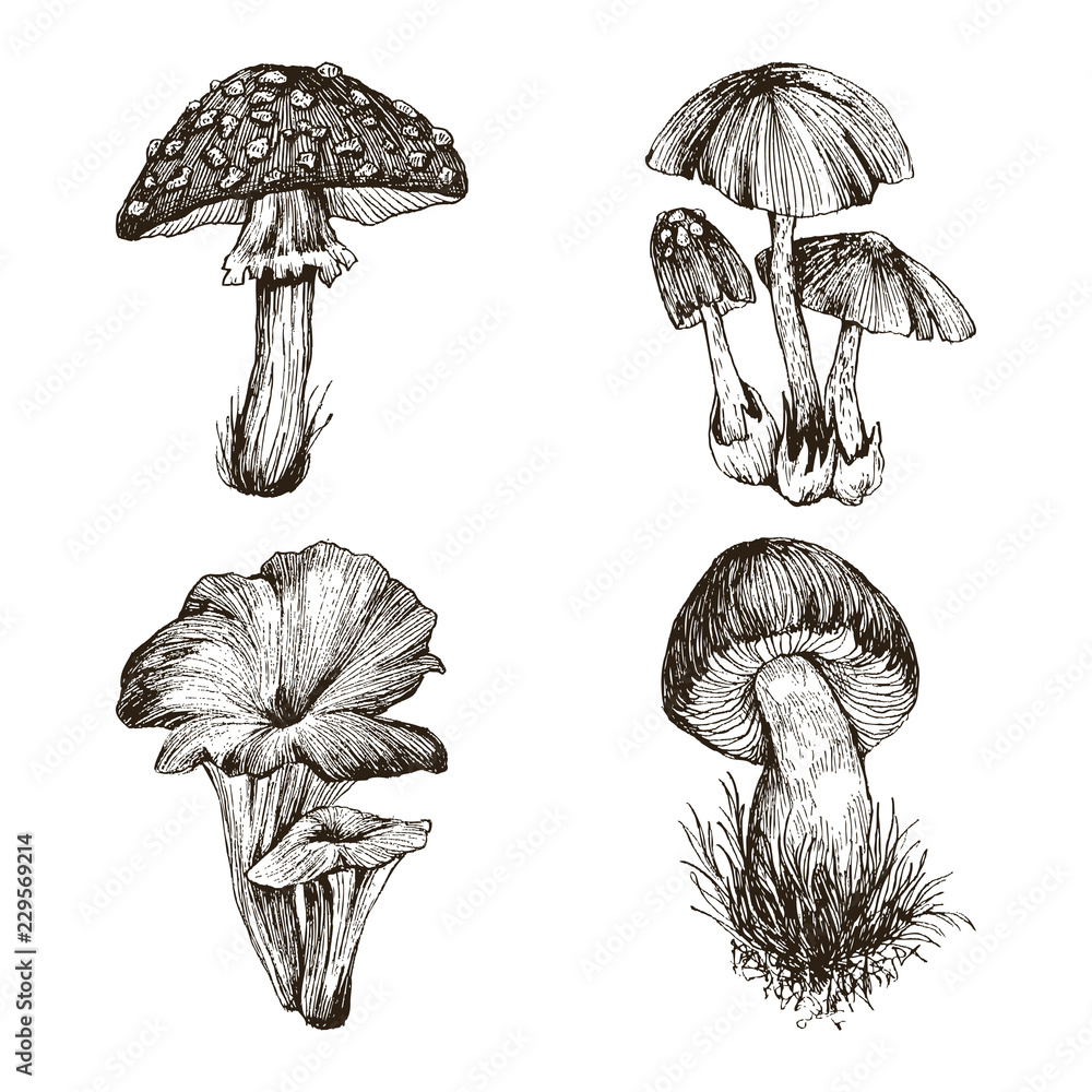 Death Cap Mushroom Diagram
