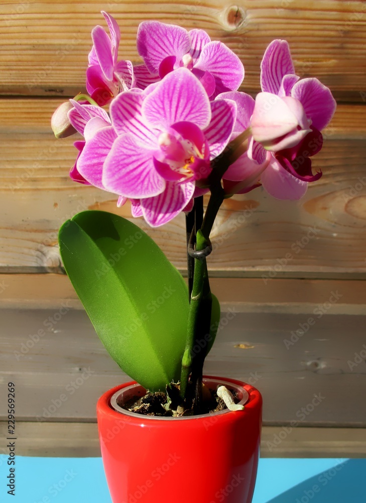 Plante fleurie d'orchidée phalaenopsis rose vif dans un cache-pot rouge  posé au soleil sur un support bleu. Fond de mur en bois naturel. France.  Automne 2018. Stock Photo | Adobe Stock