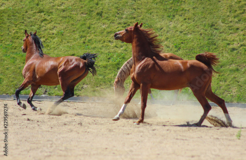 young purebred arabian horses playing together