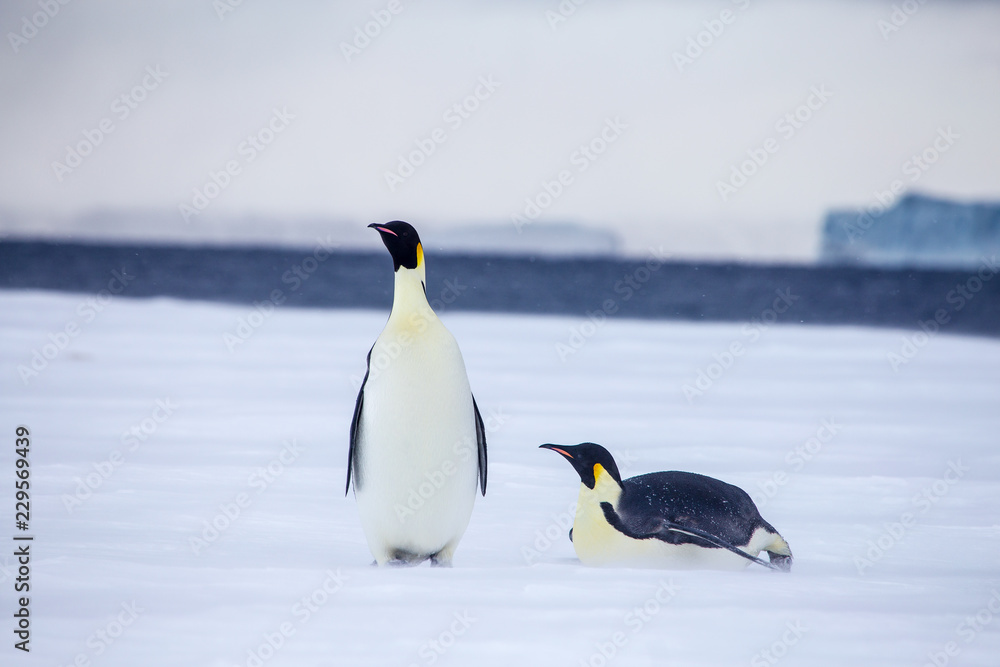 Obraz premium Emperor penguins in the weddel sea. Seen close to the most northern colony of emperor penguins in Antarctica, Snow Hill.