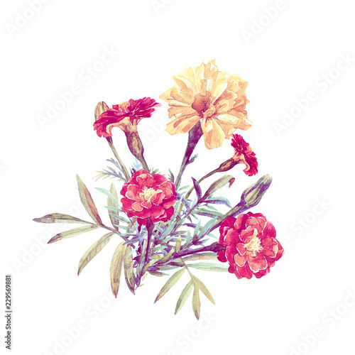 A bouquet of marigolds isolated on a white background painted in watercolor.